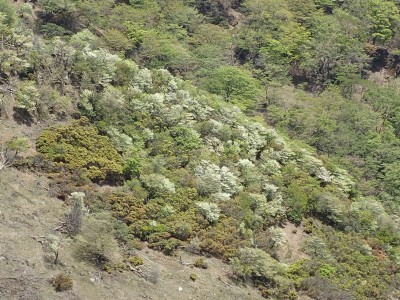 羊の放牧場にはもう一息
