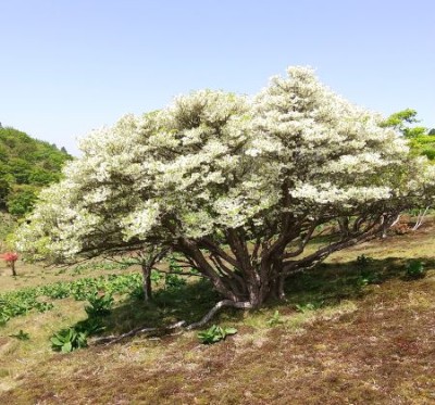 八丁平の貫録シロヤシオ