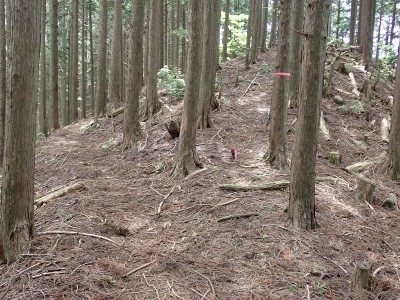 P5280084.JPG (335.42 KiB) 閲覧された回数 7142 回 高低差の無い牛道とテープのある破線道