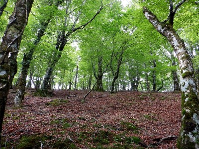 「登りたくない」池木屋山を見上げて北斜面をトラバース