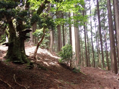 P5280086.JPG (365.07 KiB) 閲覧された回数 7076 回 白髪峠の牛道