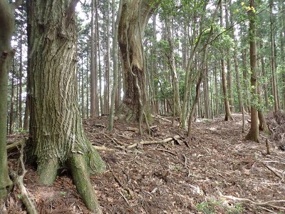 行き違いのコバ