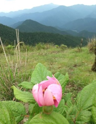 局ヶ岳をバックに紅花山芍薬