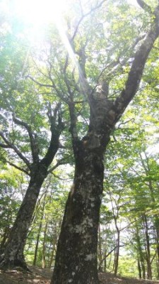 雰囲気の良い尾根歩き