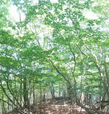 気持ちいい尾根の雰囲気
