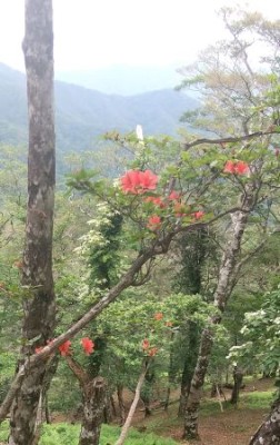 自然林の気持ちいい稜線歩き
