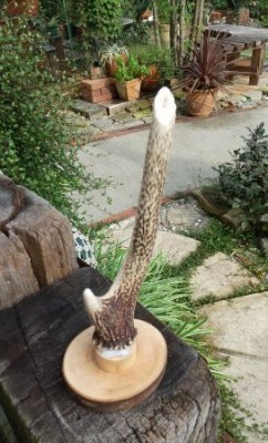 ２個目のシカのツノ