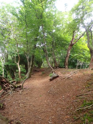 孫太尾根の牛道