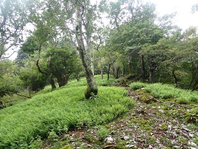 P7150056.JPG (398.3 KiB) 閲覧された回数 5072 回 ツヅラ尾