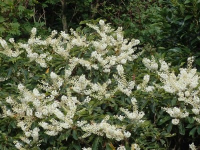 P7210008.jpg (117.72 KiB) 閲覧された回数 4418 回 リョウブの花