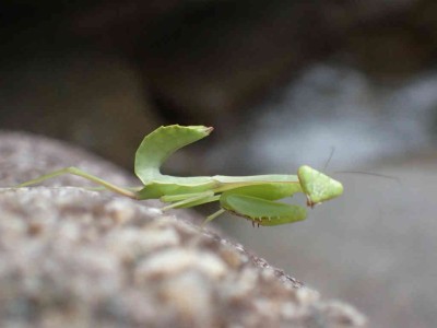 ハラビロカマキリ？