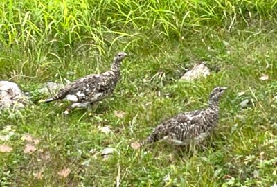 鹿除けフェンス越に雷鳥が遊ぶ