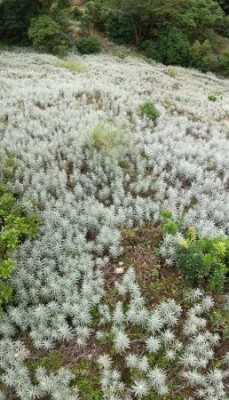 ホソバノヤマハハコの群生