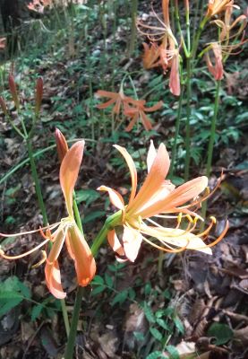 オレンジ色のオオキツネノカミソリ