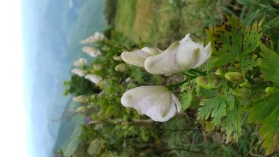八丁平で見つけた白いトリカブト