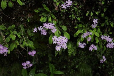 コウシンコザクラ