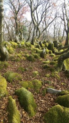 苔が素晴らしい御池