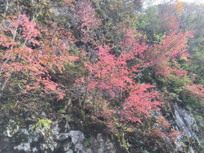 権現谷の紅葉