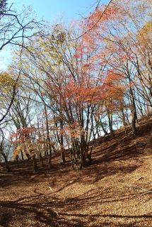 稜線の紅葉s.jpg