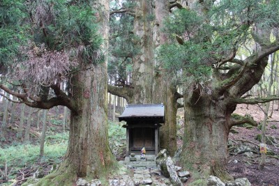 IMG_0875.jpg (638.99 KiB) 閲覧された回数 3482 回 保月の地蔵杉