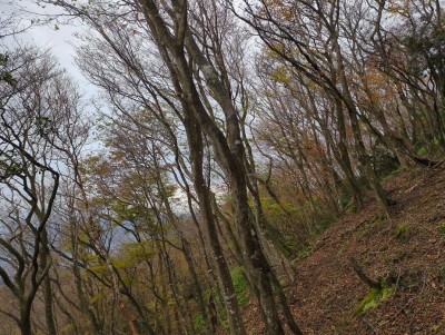 曇り空をバックに