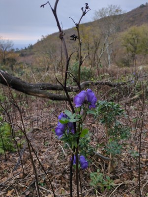 トリカブトが咲いていた