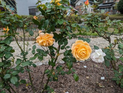 南部丘陵公園のバラ園にて