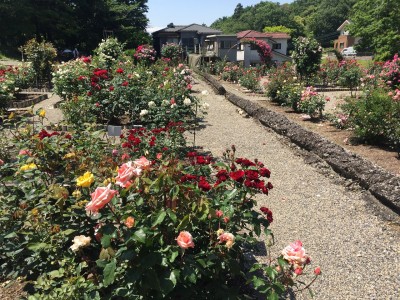 IMG_1886.jpg (778.22 KiB) 閲覧された回数 2621 回 南部丘陵公園 今年5月