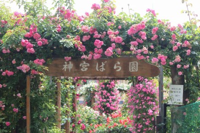 IMG_6849.jpg (377.93 KiB) 閲覧された回数 2618 回 神宮バラ園 伊勢神宮の前にあります ここには皇族の名前のついたバラが揃っています プリンセスミチコ、プリンセスマサコ、プリンセスアイコ、プリンセスチチブ、などなど