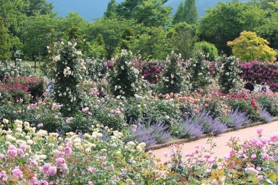 IMG_6935.jpg (497.19 KiB) 閲覧された回数 2612 回 松阪農業公園 ベルファーム