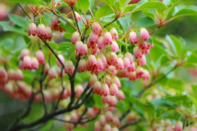 IMG_2704.jpg (549.38 KiB) 閲覧された回数 2528 回 更紗満天星