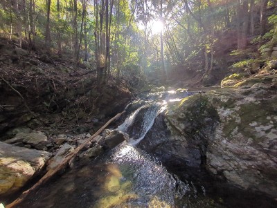 日が差して幻想的な沢沿い