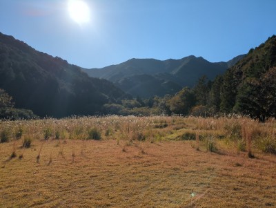 黄金色に輝くススキの草原