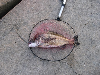 52cmのクロダイ at 日本鋼管