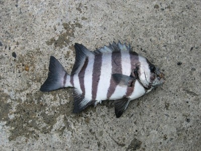 通称ワッペン　イシダイ　こちらの方がクロダイより引きがおもしろい