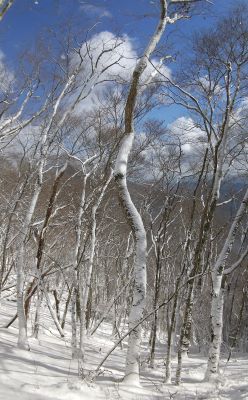 稜線直下の木々