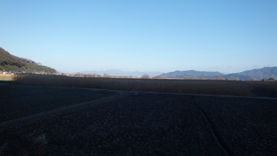 P1050379.jpg (225.53 KiB) 閲覧された回数 3270 回 西の湖畔の葦原と鈴鹿の山並みを眺めながら