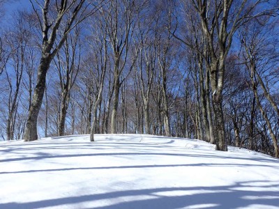 雰囲気のいいブナ林