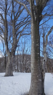 P2180538.jpg (419.35 KiB) 閲覧された回数 7504 回 台地のブナから・655ピーク