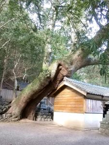 八ケ竈八幡神社　巨木が拝殿にもたれている