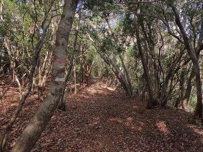 かちんぽうの道