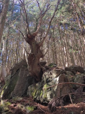 笠木峠近くの嵓