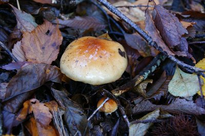 DSC04880.jpg (147.95 KiB) 閲覧された回数 2941 回 最初に出会ったきのこ