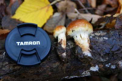 DSC04877.jpg (115.89 KiB) 閲覧された回数 2941 回 同じきのこの幼菌おいしそう