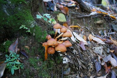 DSC04878.jpg (195.27 KiB) 閲覧された回数 2941 回 クリタケ?