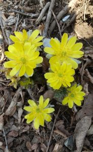 ビタミンカラーの福寿草