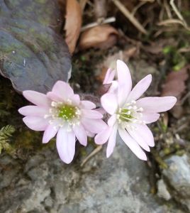 珍しいピンクのミスミソウ