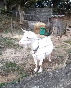 駐車地で出迎えてくれたヤギさん