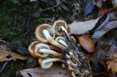 クリタケ？裏から