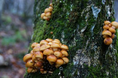 DSC04886.jpg (171.65 KiB) 閲覧された回数 2941 回 待望のなめこ